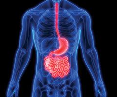 Digestive system map